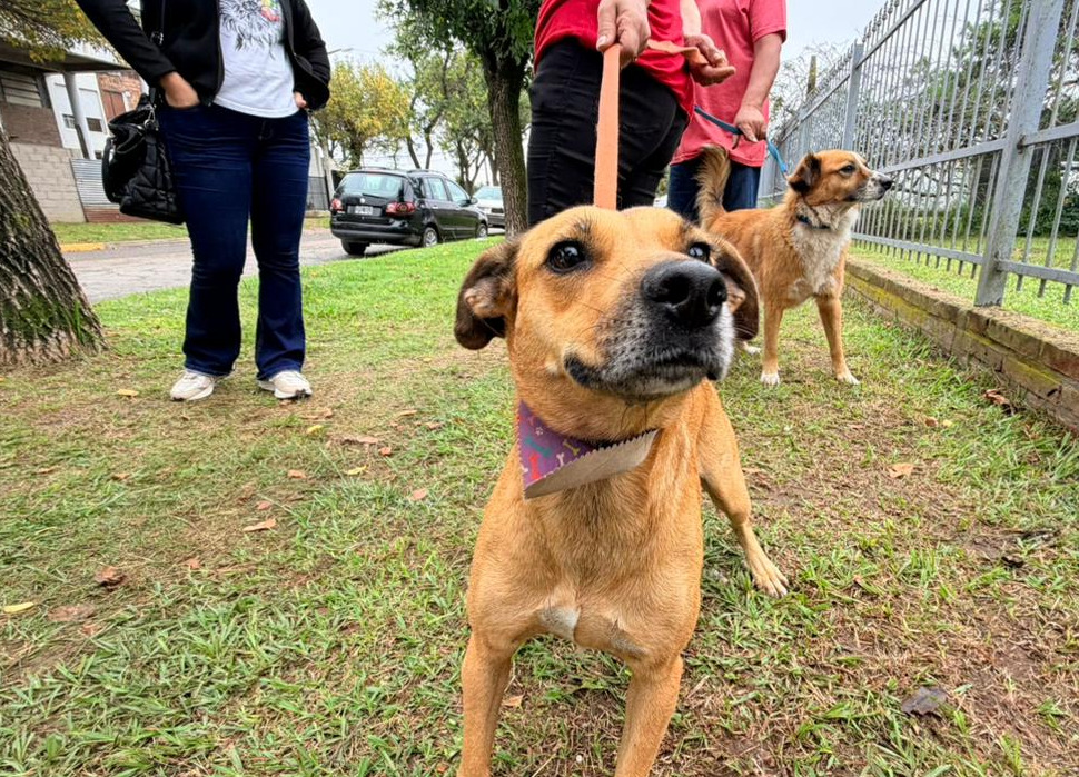 Bienestar animal: solicitan la Banca del Pueblo para presentar un proyecto integral